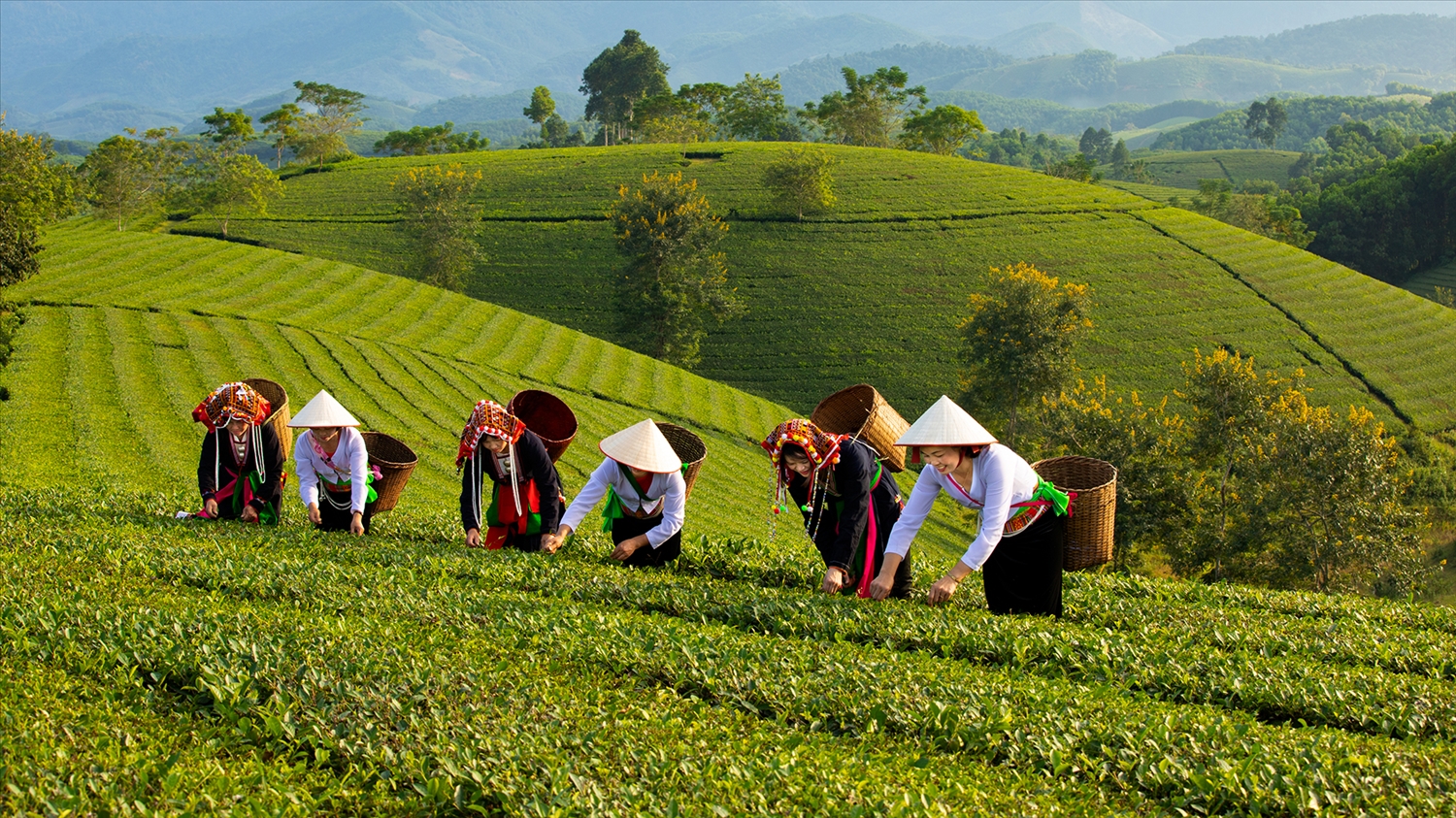 Đồi chè Long Cốc - Thiên đường săn mây | Dân tộc và Phát triển