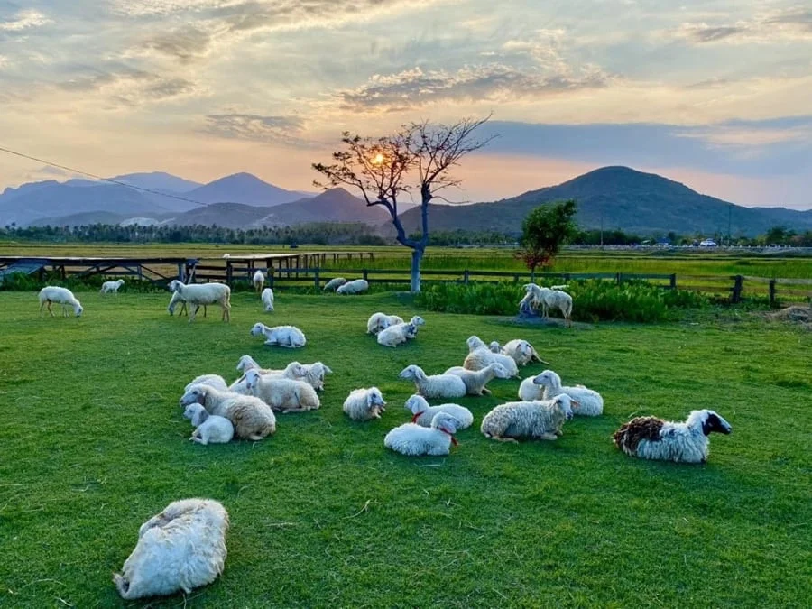 Đồng Cừu An Hòa