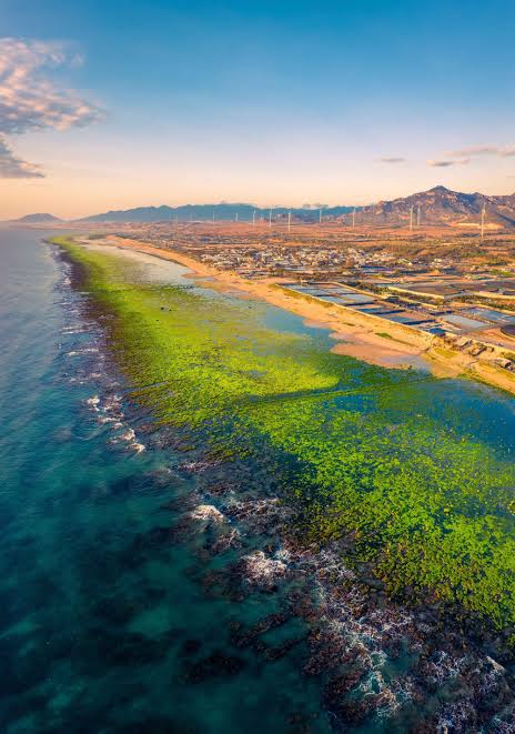 Toàn cảnh Bãi Rêu Ninh Thuận tuyệt đẹp, do AI tạo